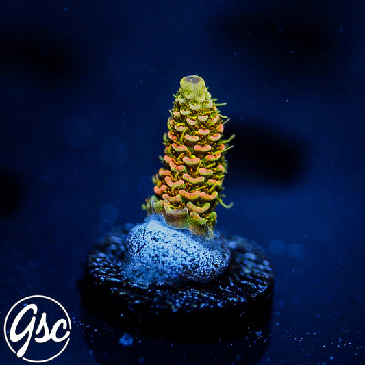 ASD Rainbow Millie Acro #3