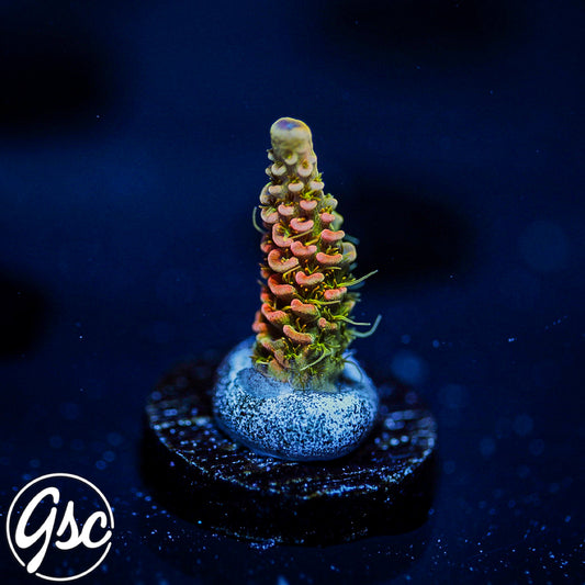 ASD Rainbow Millie Acro #4
