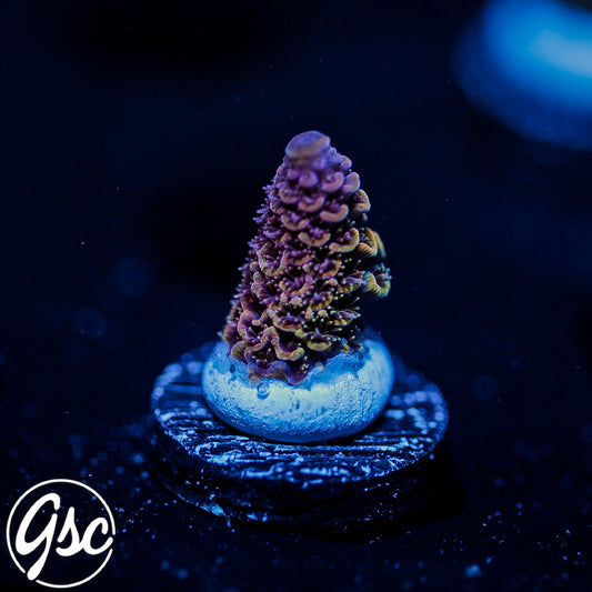 SBB Heisenberg Acro #1 (Spath)