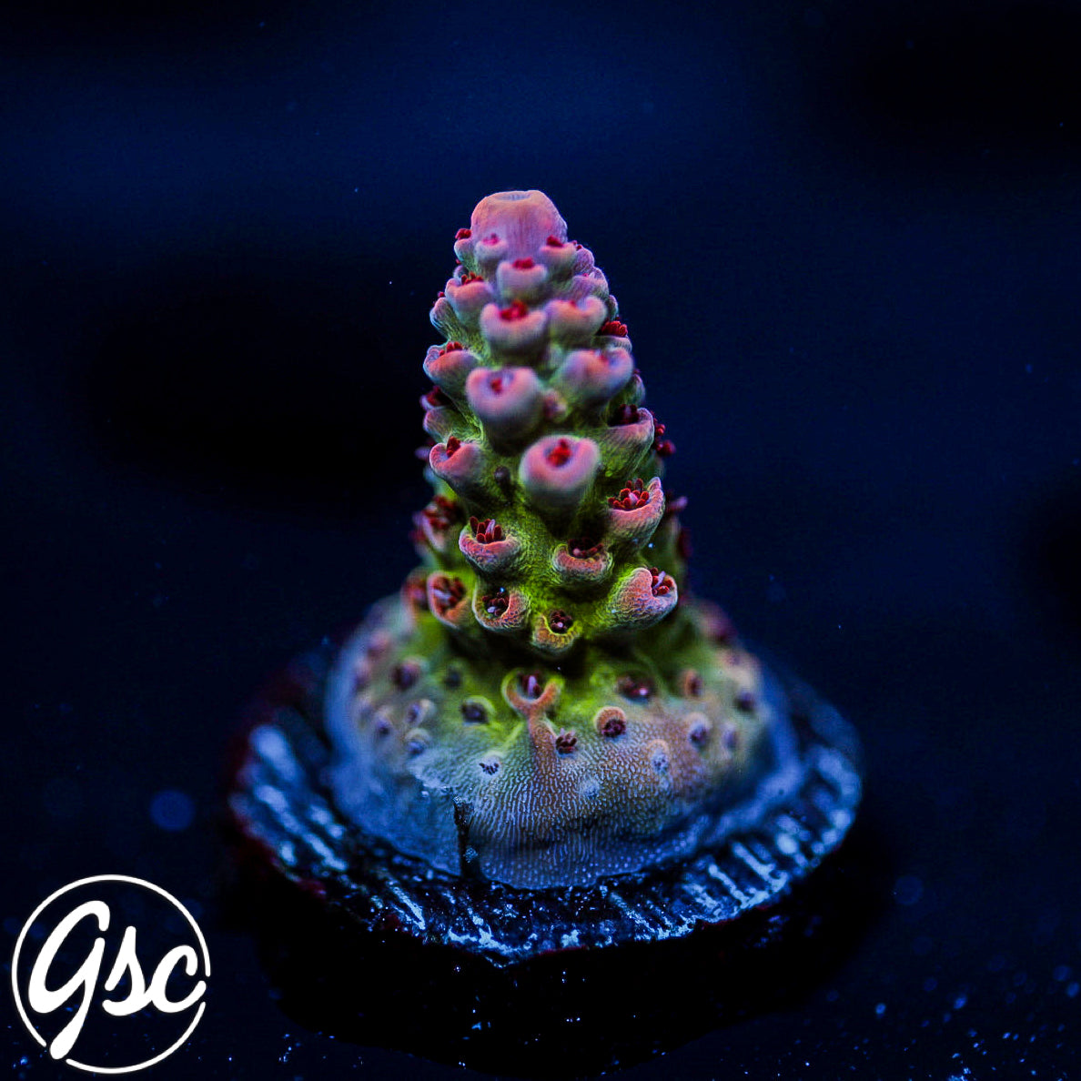 TSA Princess Peach Acro #3
