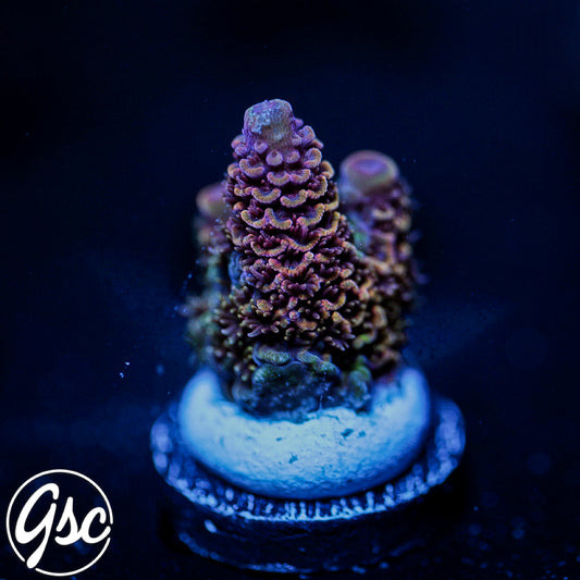 SBB Heisenberg Acro #2 (Spath)