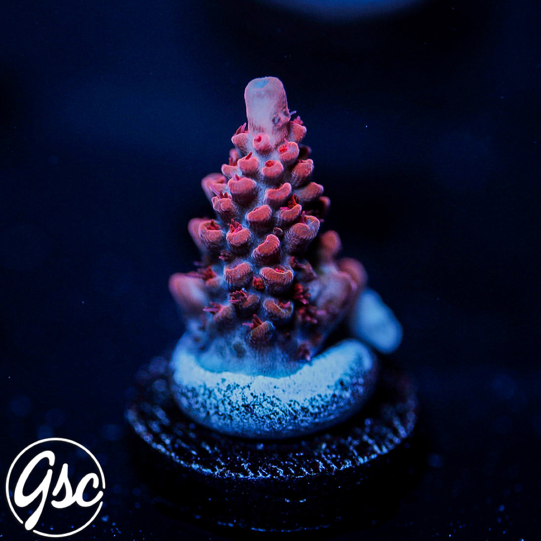 potete♢Bigシュシュ light coral