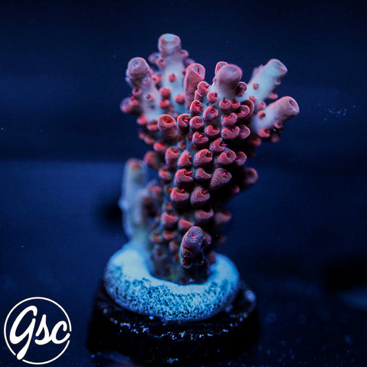 CB Maleficent Acro #3