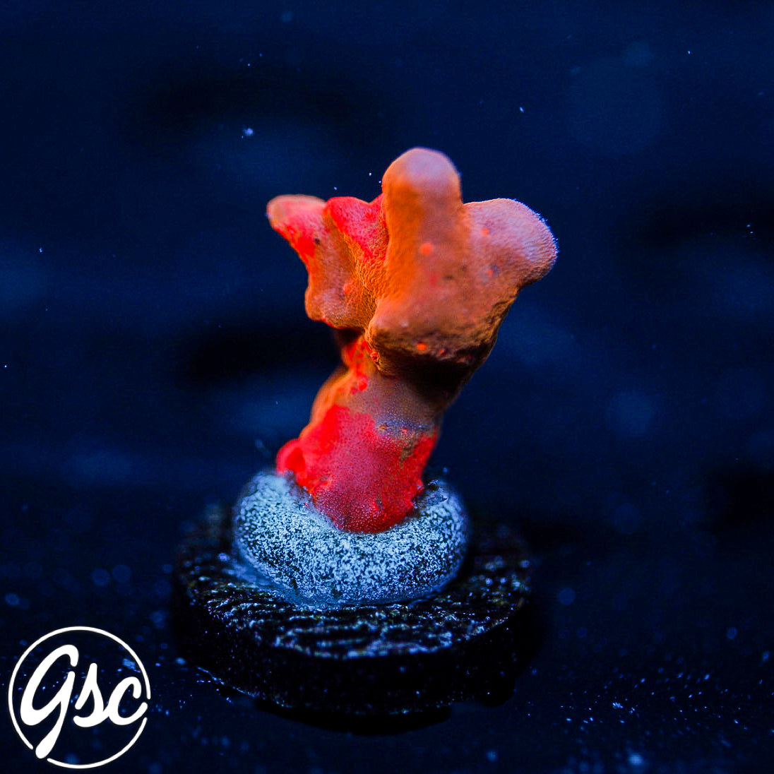 potete♢ボリュームBigシュシュ light coral 全長 約26cm potete♢Bigシュシュ light coral