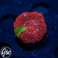 GSC Reverse Bleeding Apple Bowerbanki #3 (Homegrown)