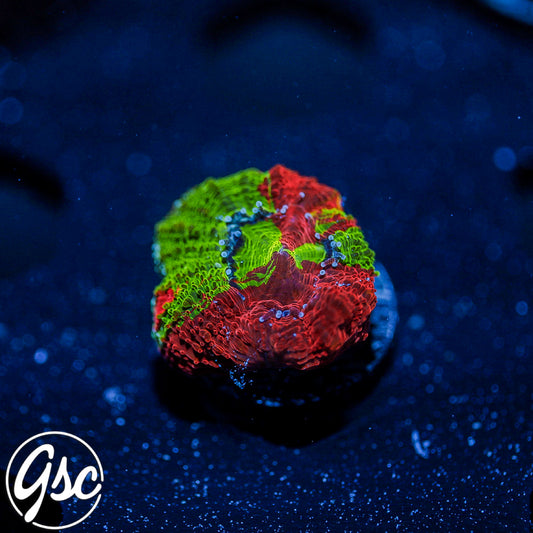 GSC Bleeding Apple Bowerbanki #6 (Homegrown)
