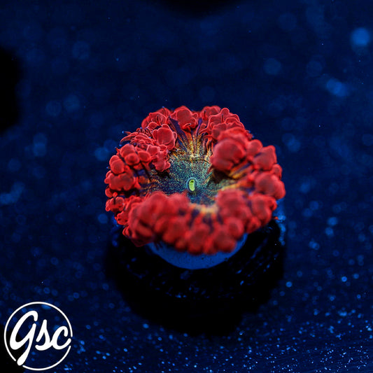 GSC Fire Nectar Glitter Blasto #1 (New Release)