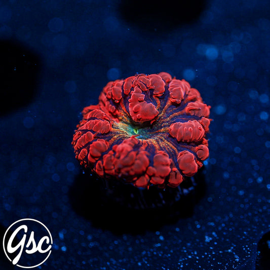 GSC Fire Nectar Glitter Blasto #2 (New Release)