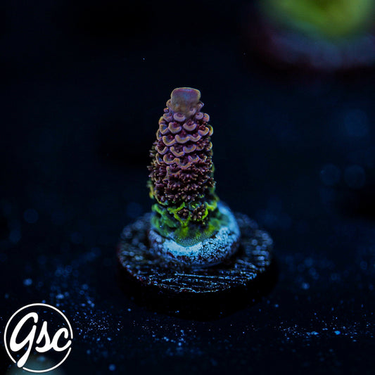 SBB Heisenberg Acro #3 (Spath)