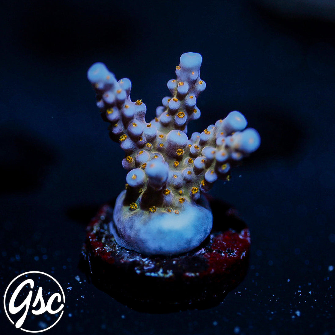 WWC All Star Acro #2