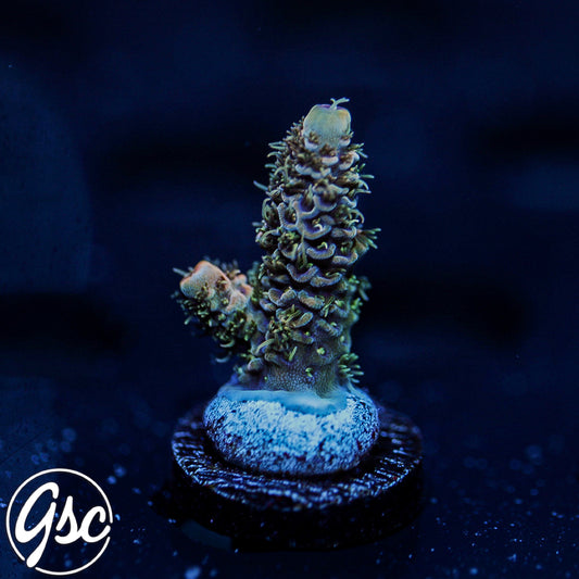 TGC Event Horizon Acro #3 (Millie)