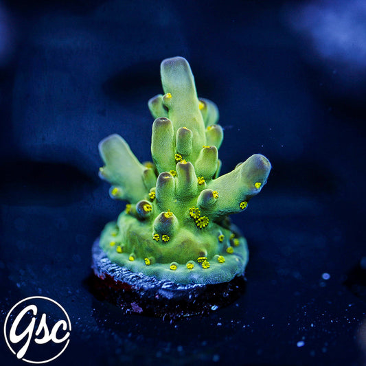 WWC Aurora Acro #1