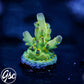 WWC Aurora Acro #1