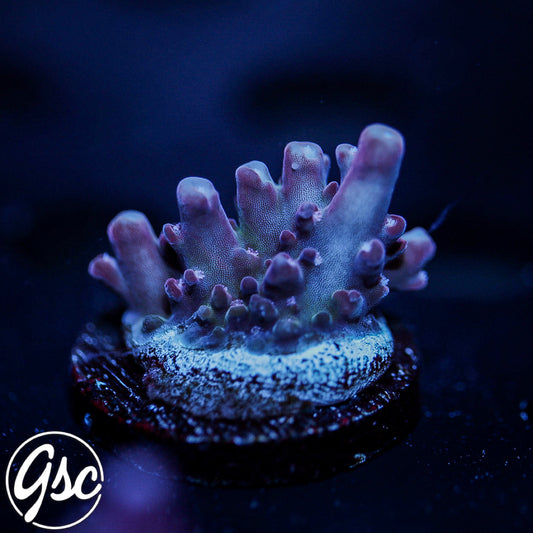 GSC Dizzy Devil Acro #2 (New Release!)