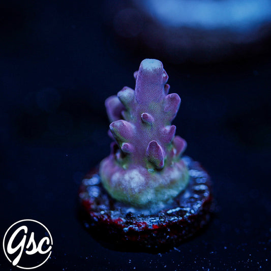 GSC Dizzy Devil Acro #3 (New Release!)