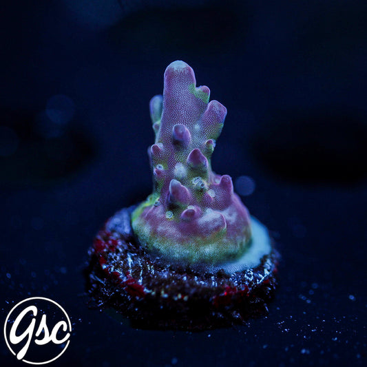 GSC Dizzy Devil Acro #1 (New Release!)