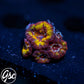 GSC Firestorm Acan #1 (New Release)