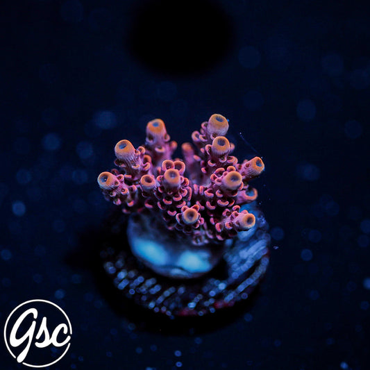 GSC Plasma Prism Acro #2 (Hyhyacinthus) -  NEW RELEASE