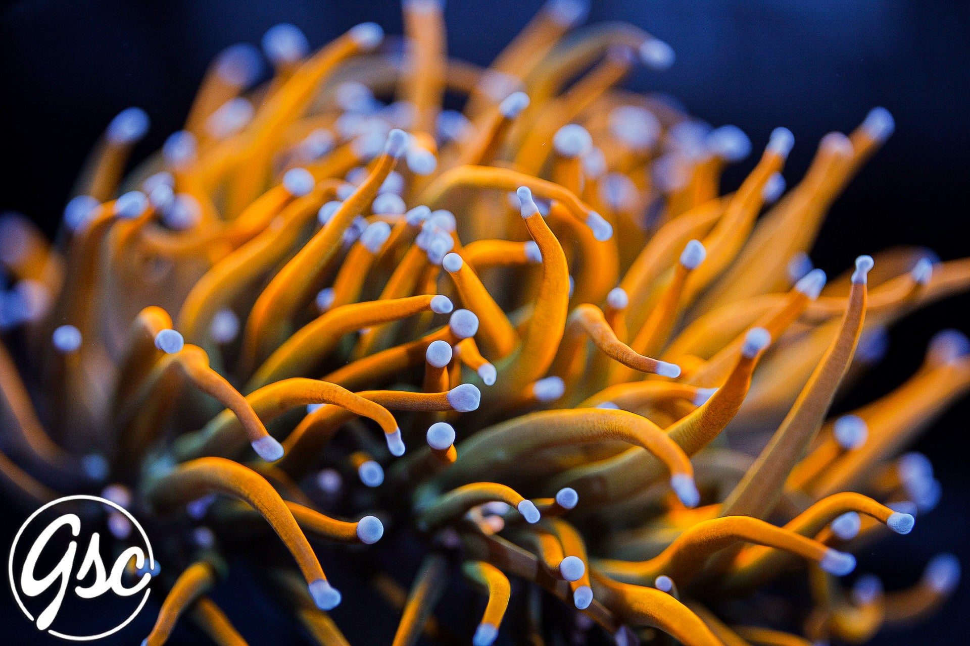 GSC Dragon Tamer Torch #2 (Single)