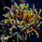 GSC Dragon Soul Torch #1 (Single)