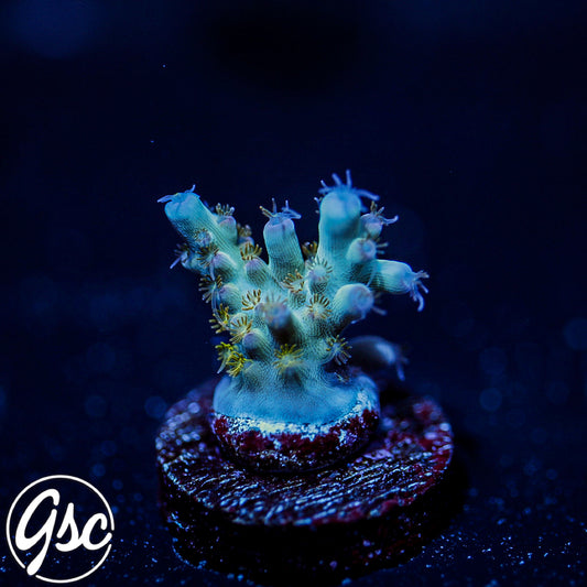 RMF Psychoberry Acro #3