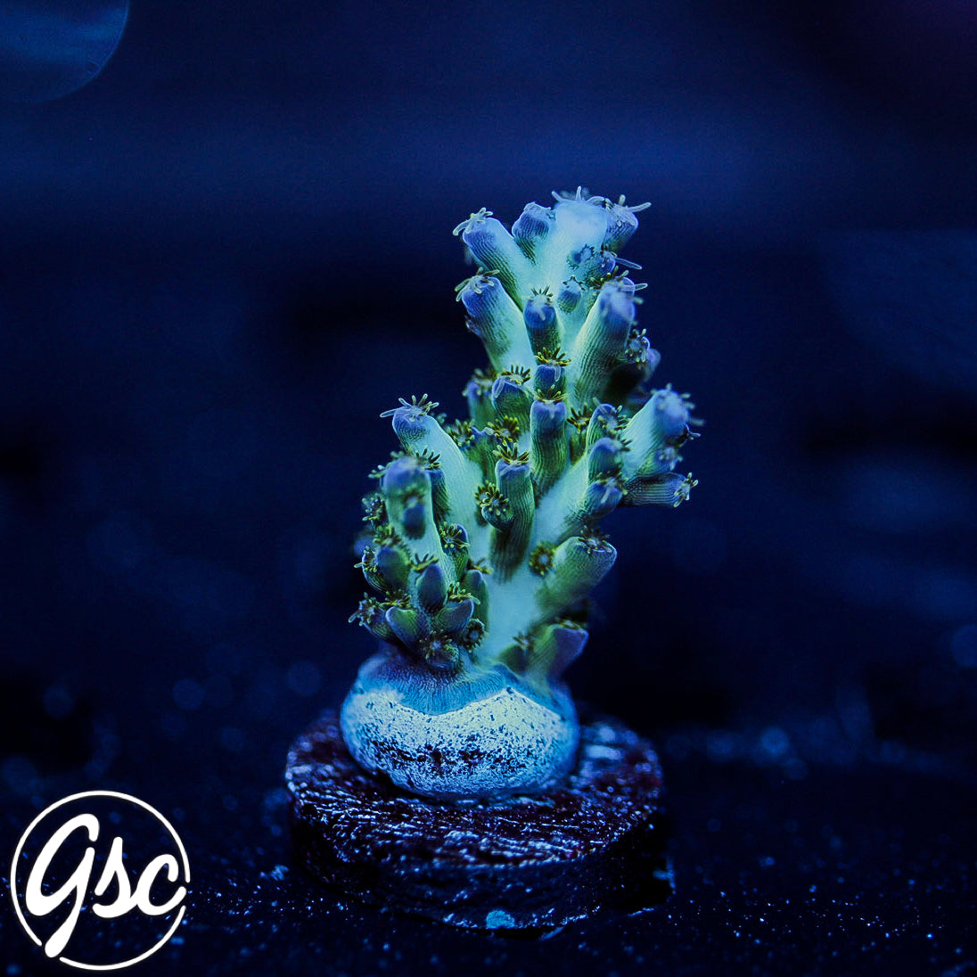 ORA Pearlberry Acro #1