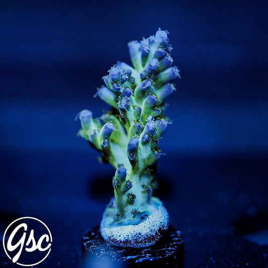 ORA Pearlberry Acro #3