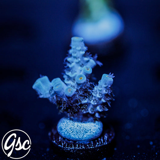 GSC Blues Clues Tenuis Acro #2 (Chunky)