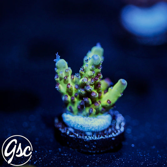 GSC Rainbow Delight 2.0 Acro #1