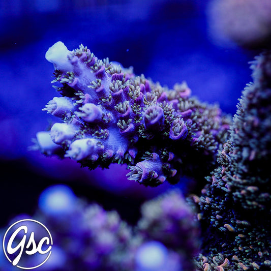 Hugos Rainbow Stag Acro #1