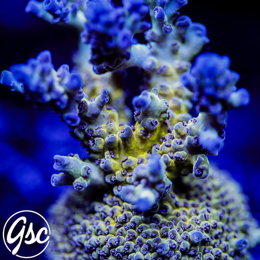 RRU Bleeding Avenger Acro #1