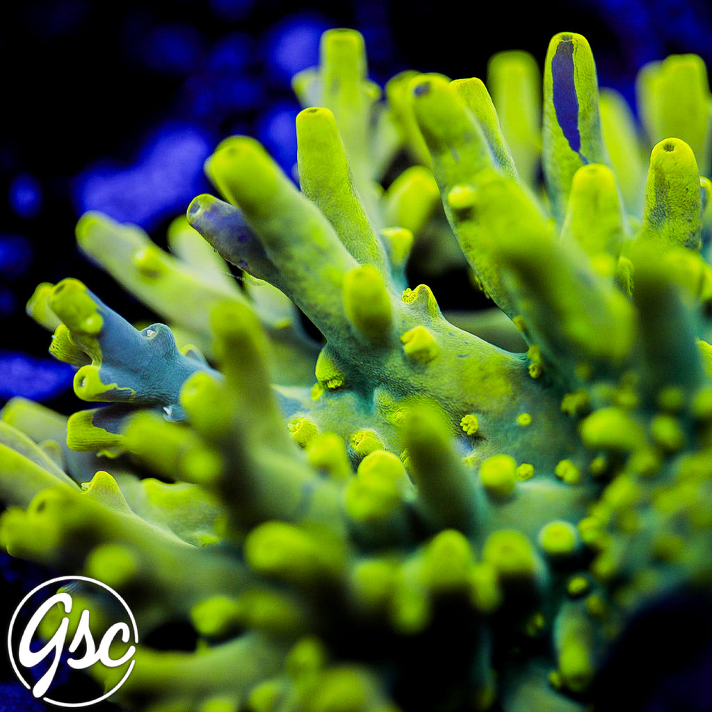 GSC Banana Lokani Acro #1 (OG)