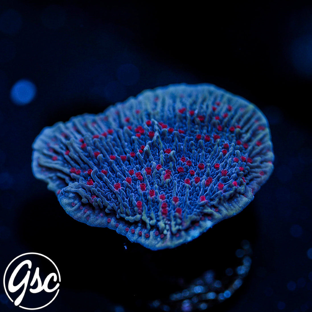 RR Mystique Monti Cap #1