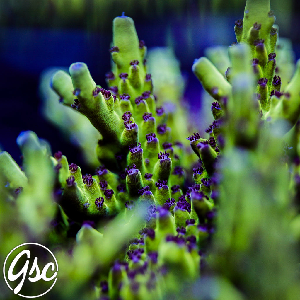 GSC Rainbow Delight 2.0 Acro #1