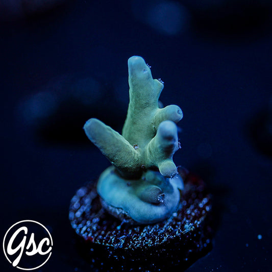 WWC Ice Breaker Acro #1