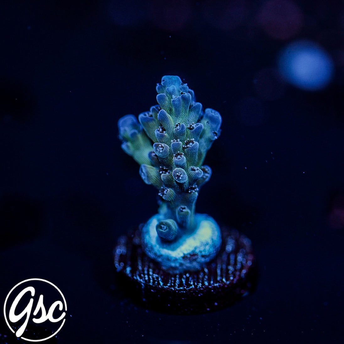 RRU Bleeding Avenger Acro #1