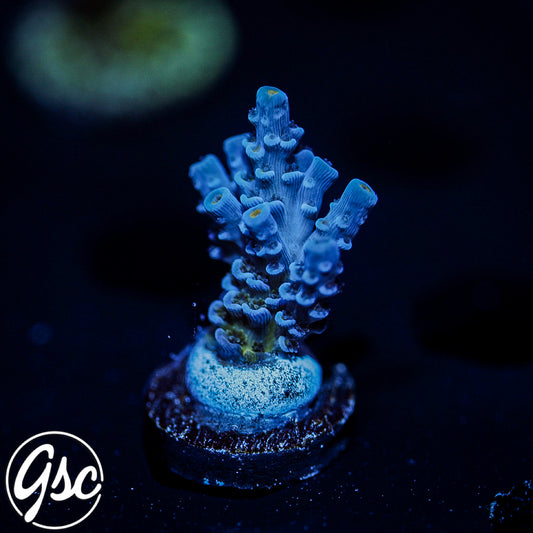 JF Jolt Acro #1 (Tenuis)