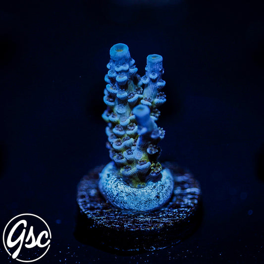 JF Jolt Acro #2 (Tenuis)