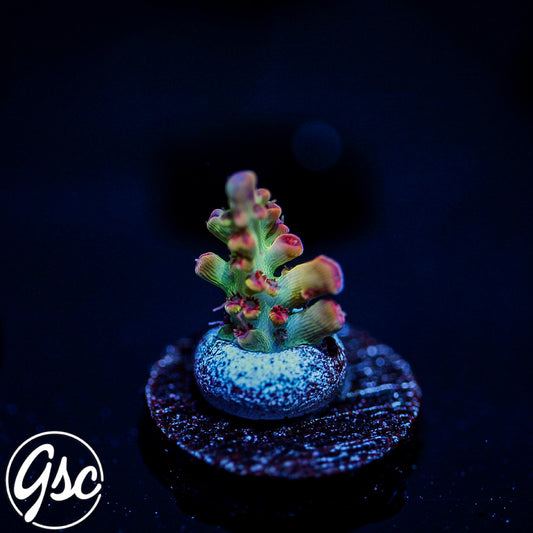 POTO Ultimate Shortcake Acro #1