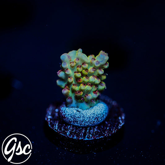 POTO Ultimate Shortcake Acro #2