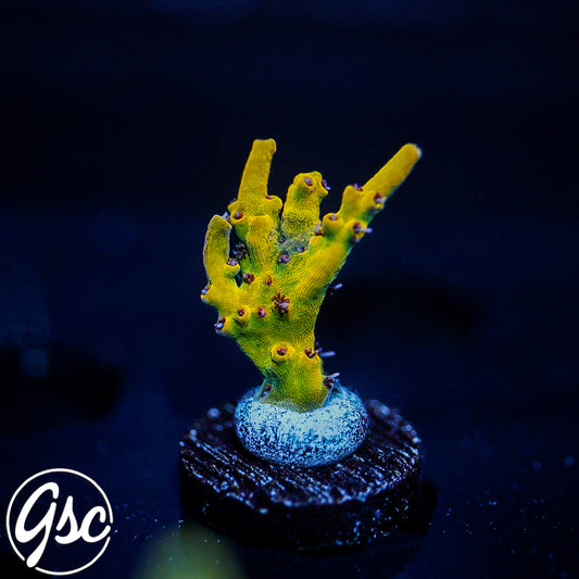 Tyree Pink Lemonade Acro #1