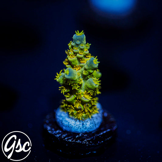 GSC Walt Disney Acro #2
