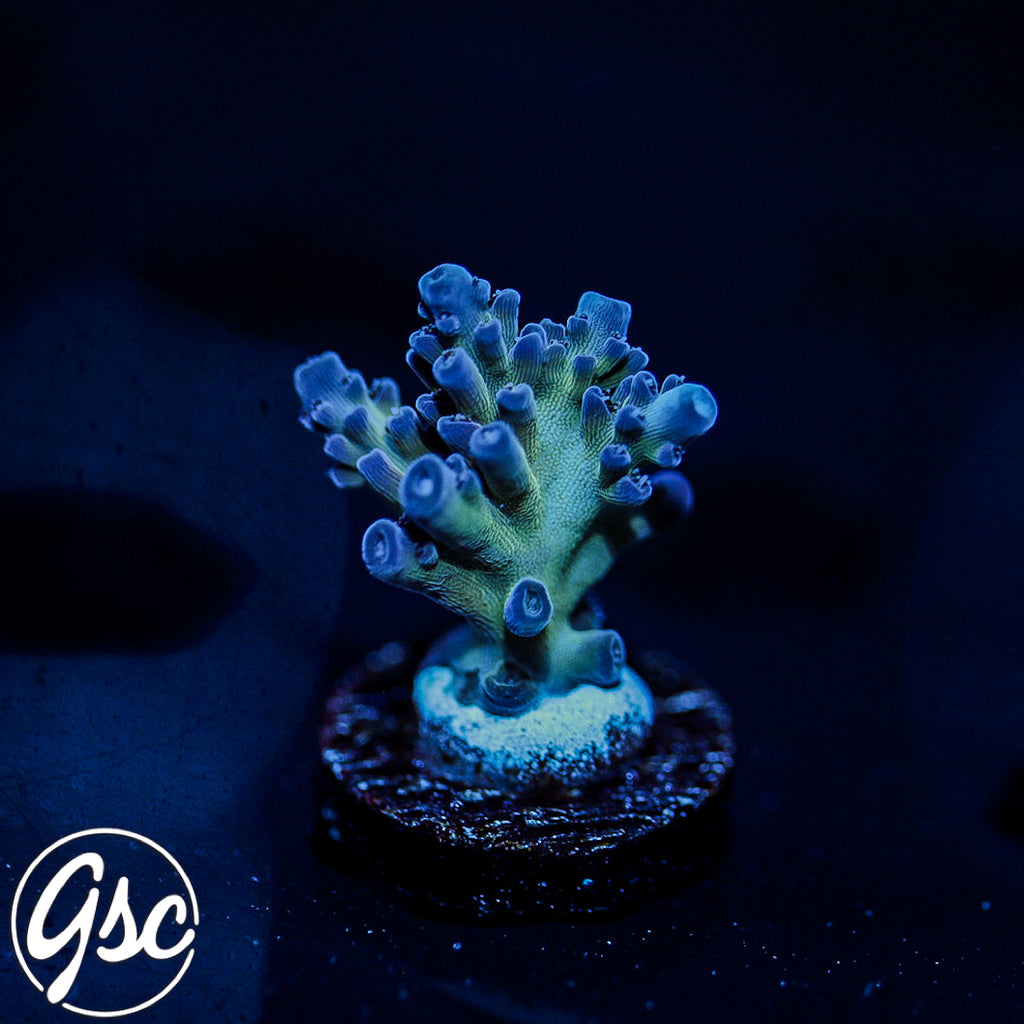 RRU Bleeding Avenger Acro #2