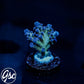 RRU Bleeding Avenger Acro #2