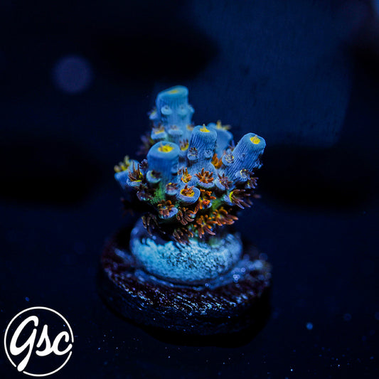 SKA Jackpot Tenuis Acro #2