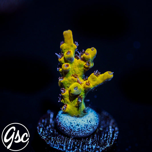 Tyree Pink Lemonade Acro #2