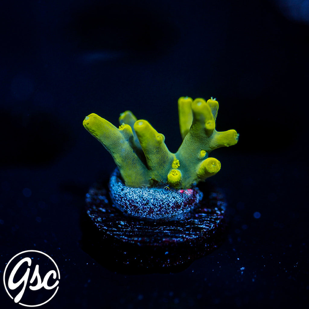 GSC Banana Lokani Acro #1 (OG)