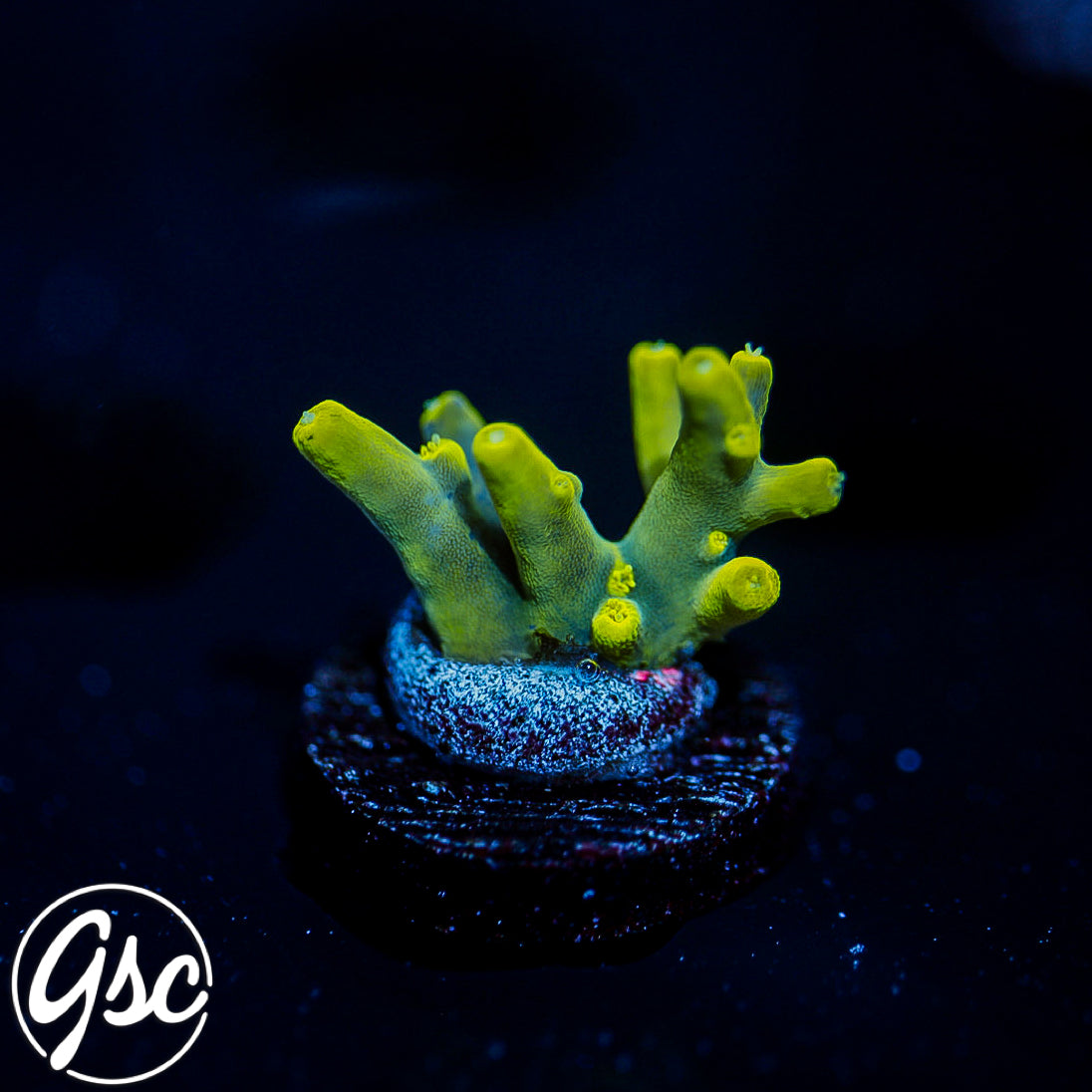 GSC Banana Lokani Acro #1 (OG)