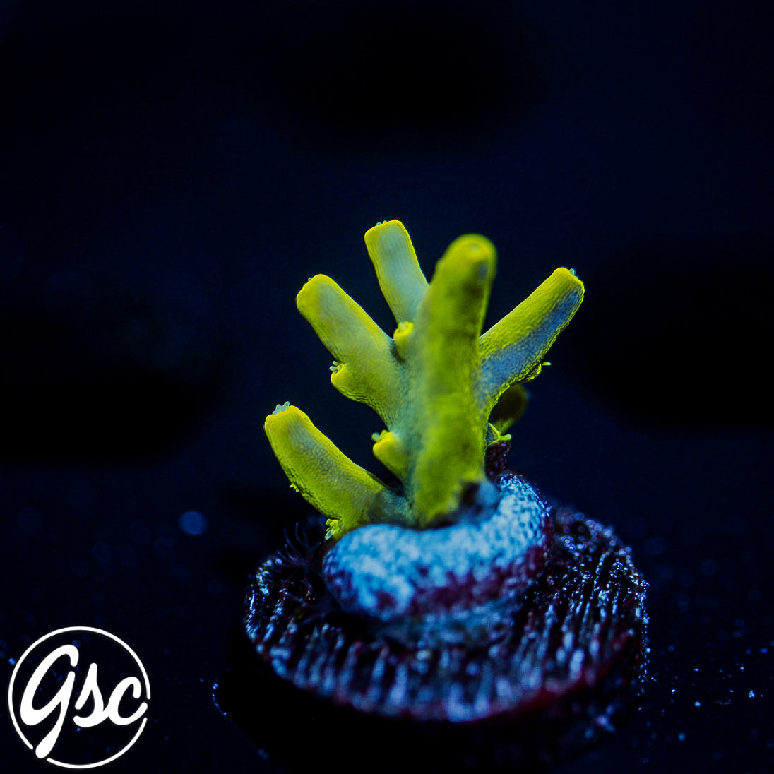 SPS Corals – Page 4 – Golden State Corals