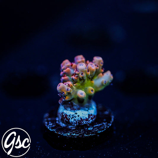 TSA Princess Peach Acro #1